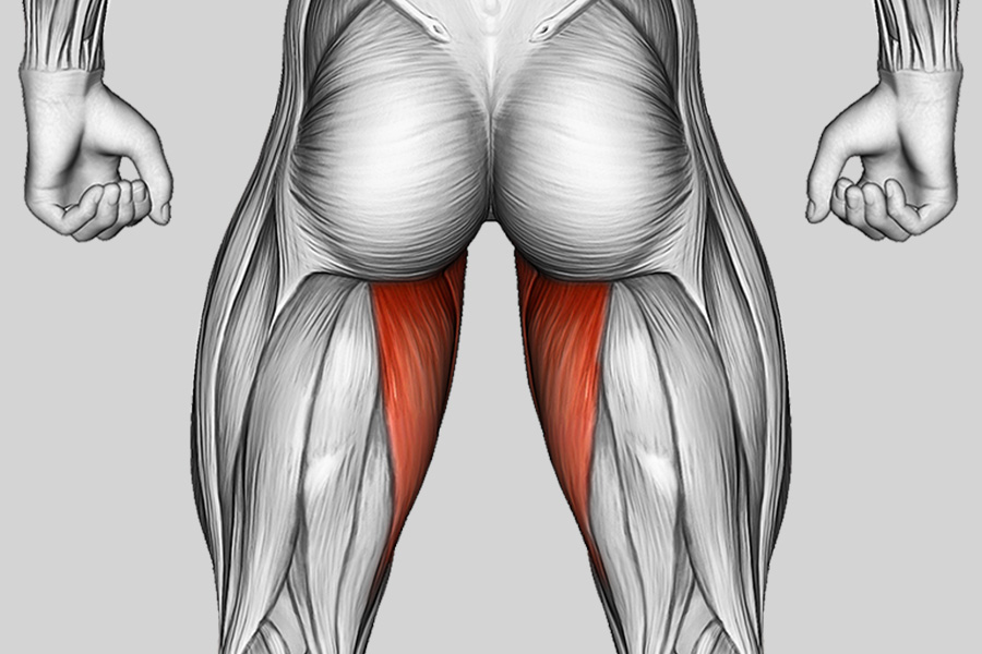 Exercise Category Muscles